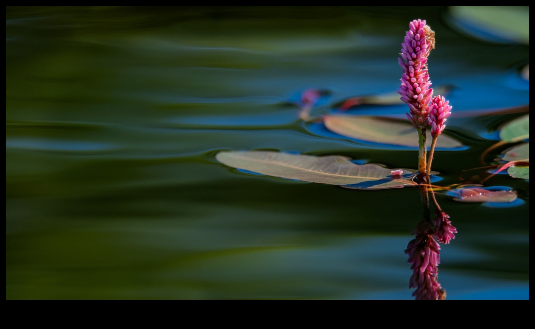 פיסול יופי: האומנות של הטבע בסצנות נוף מלכותיות