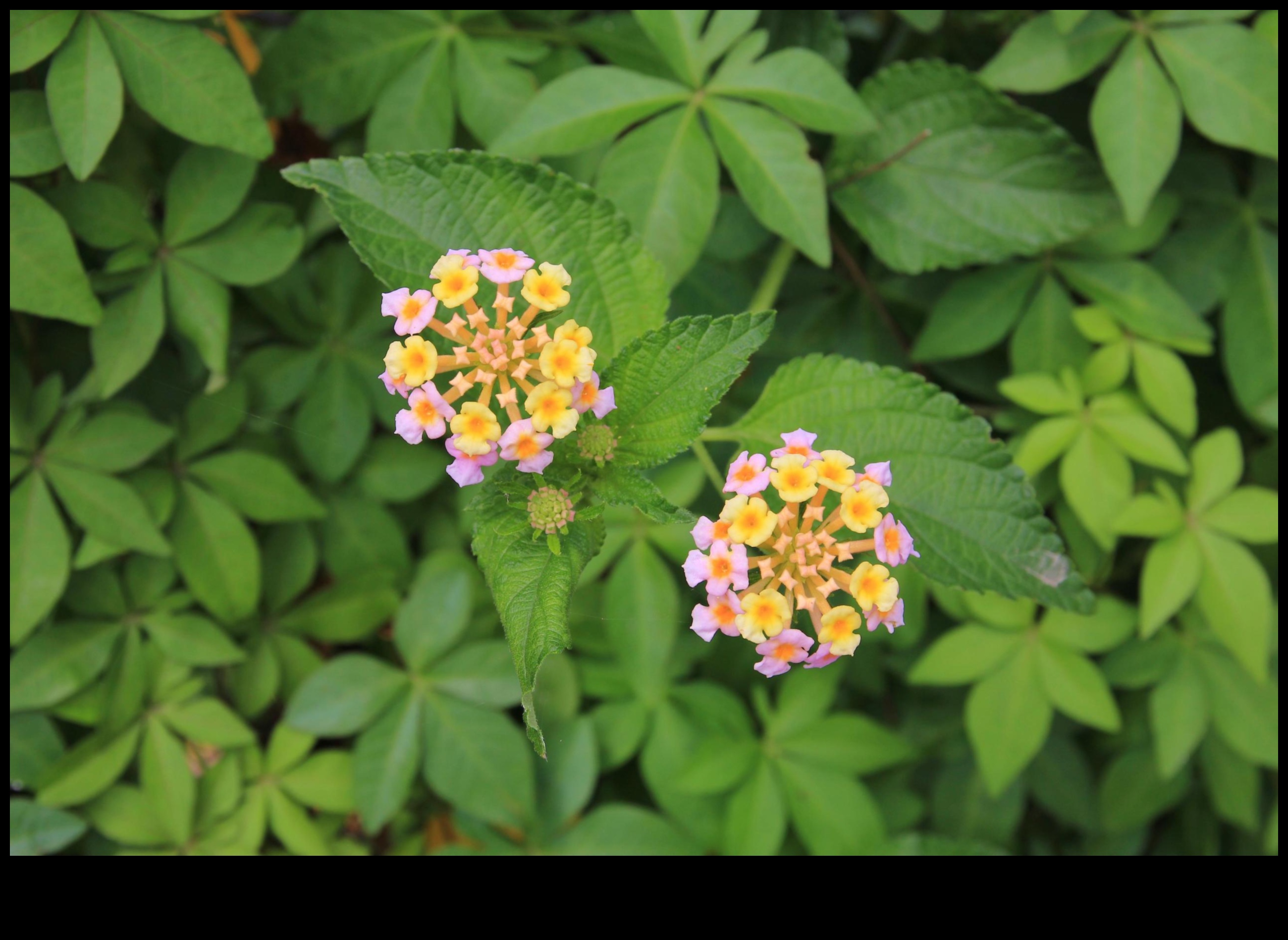 מדוע נופים מסוימים פגיעים יותר למיני צמחים פולשים?
