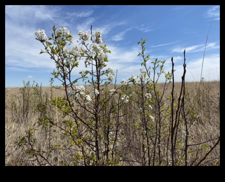 מדוע נופים מסוימים פגיעים יותר למיני צמחים פולשים?