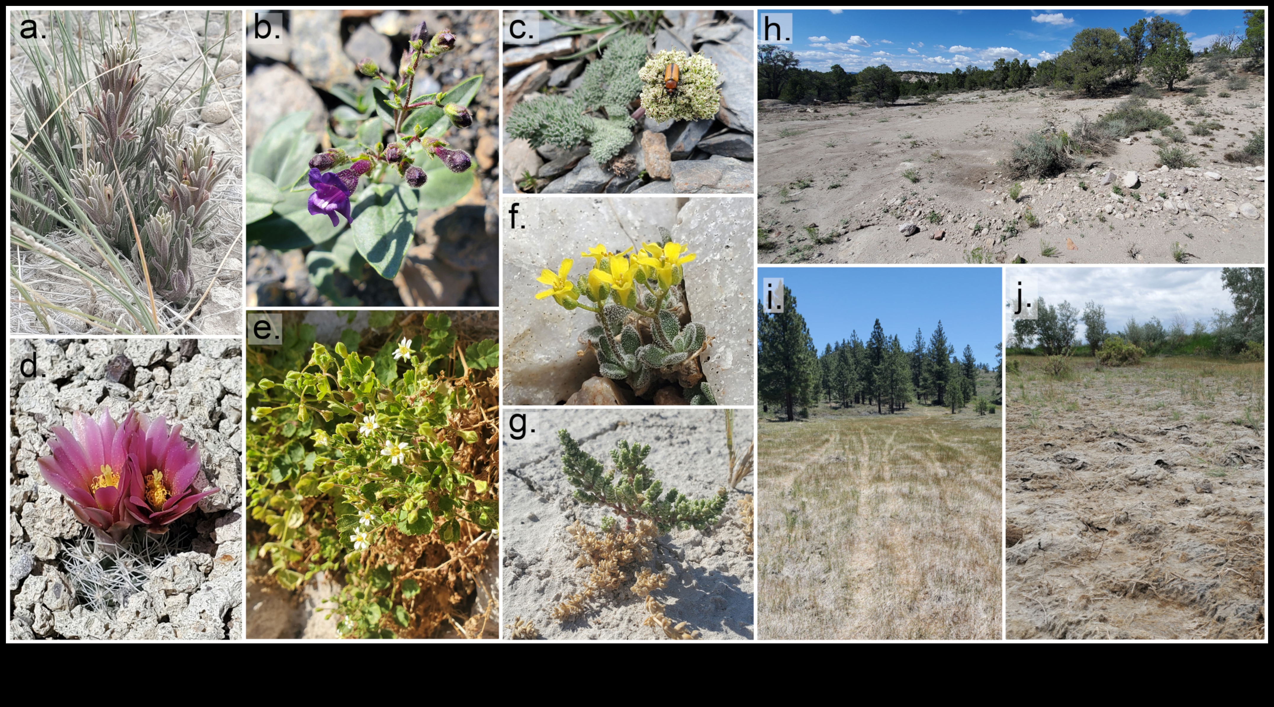 מדוע נופים מסוימים פגיעים יותר למיני צמחים פולשים?