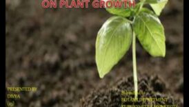 כיצד משפיעים הרכבי קרקע שונים על הצמחייה של נופים?