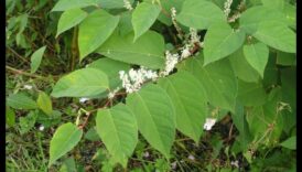 מדוע נופים מסוימים פגיעים יותר למיני צמחים פולשים?